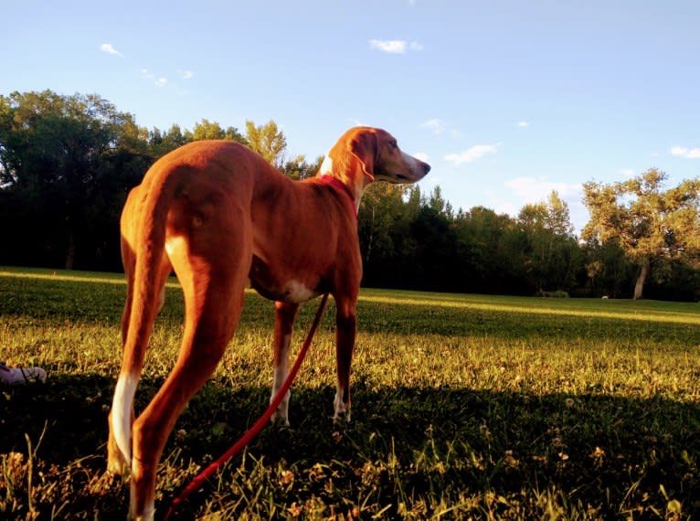 Ophelia, an American Foxhound tested with EmbarkVet.com