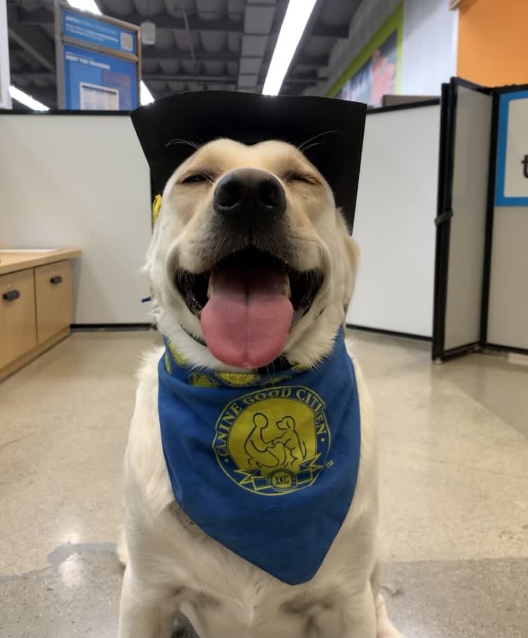 Pongo, a Labrador Retriever tested with EmbarkVet.com