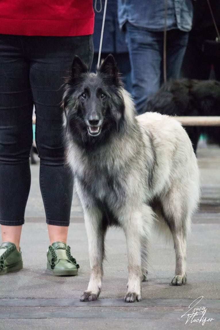 Qoiva de Roanelle, a Belgian Shepherd tested with EmbarkVet.com