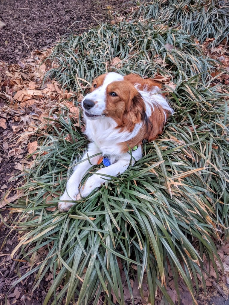 Bean, a Nederlandse Kooikerhondje tested with EmbarkVet.com