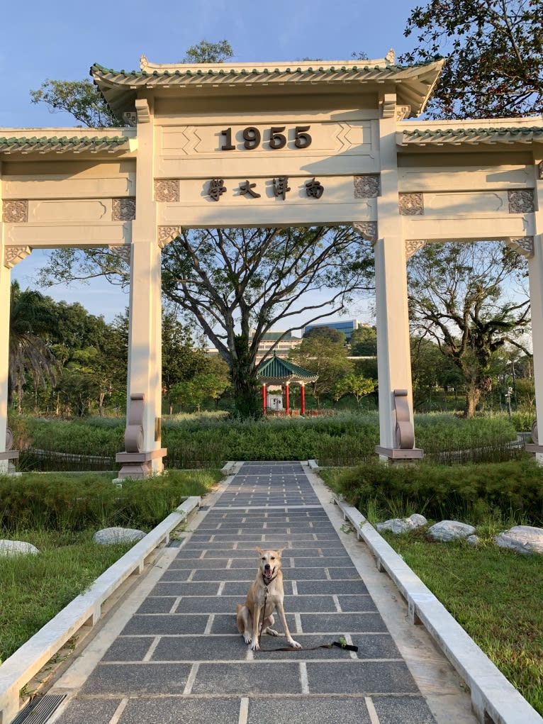 Becky, a Southeast Asian Village Dog tested with EmbarkVet.com