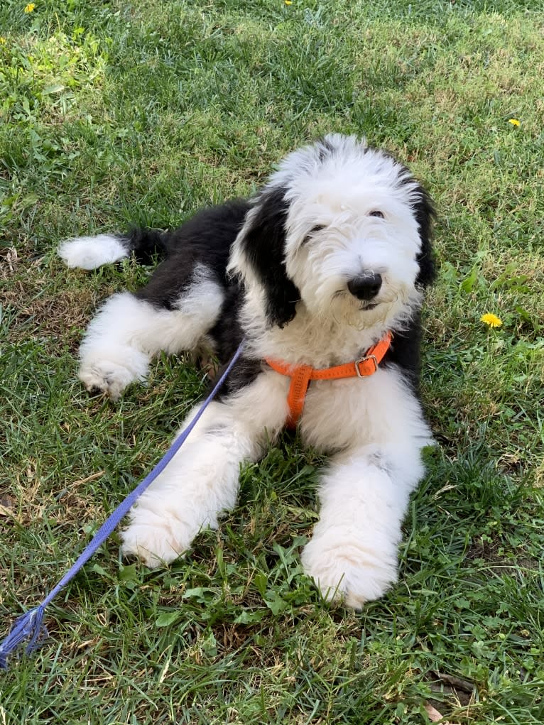 Jasper, a Sheepadoodle tested with EmbarkVet.com