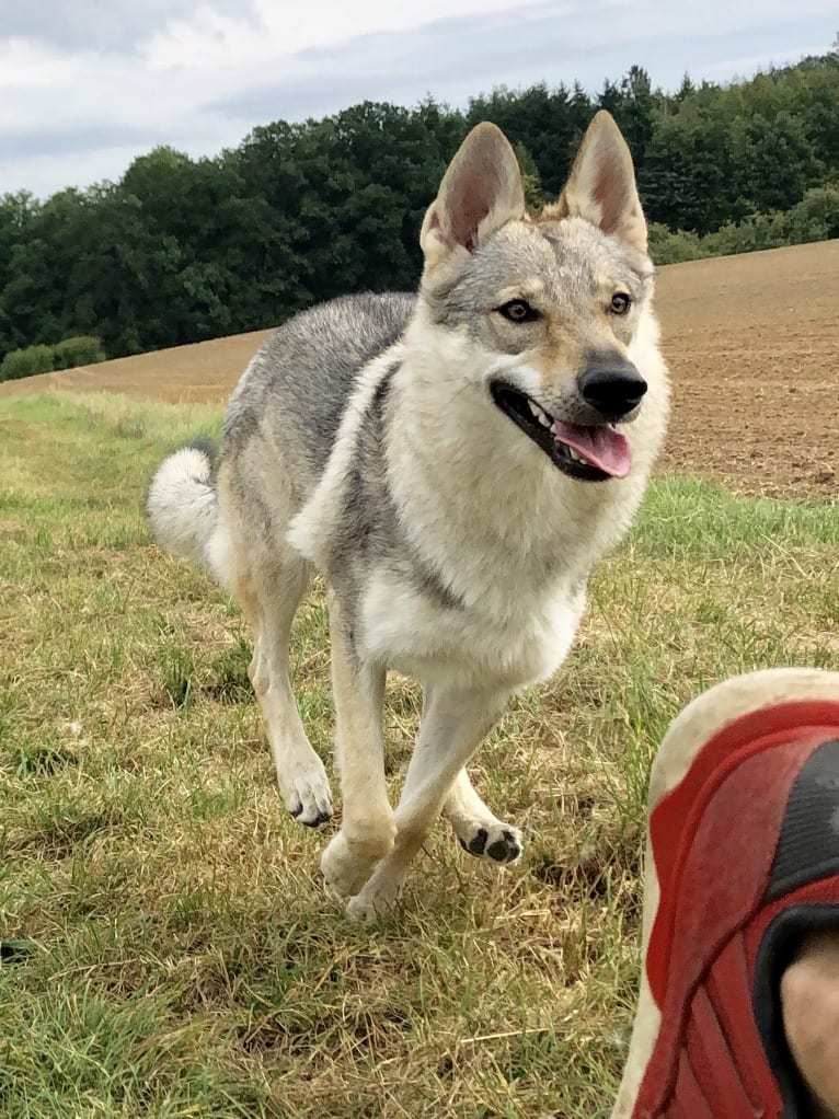 Caya, a Czechoslovakian Vlcak tested with EmbarkVet.com