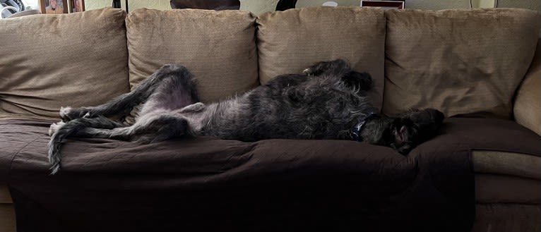 Tipper, an Irish Wolfhound tested with EmbarkVet.com