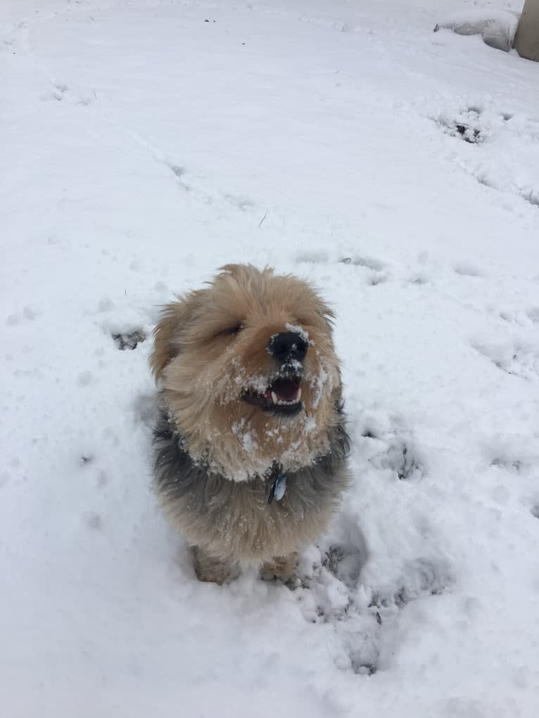 Bowii, a Yorkshire Terrier and Beagle mix tested with EmbarkVet.com