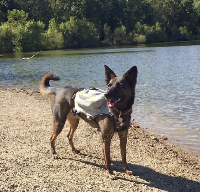 Ruby, a German Shepherd Dog and Australian Cattle Dog mix tested with EmbarkVet.com