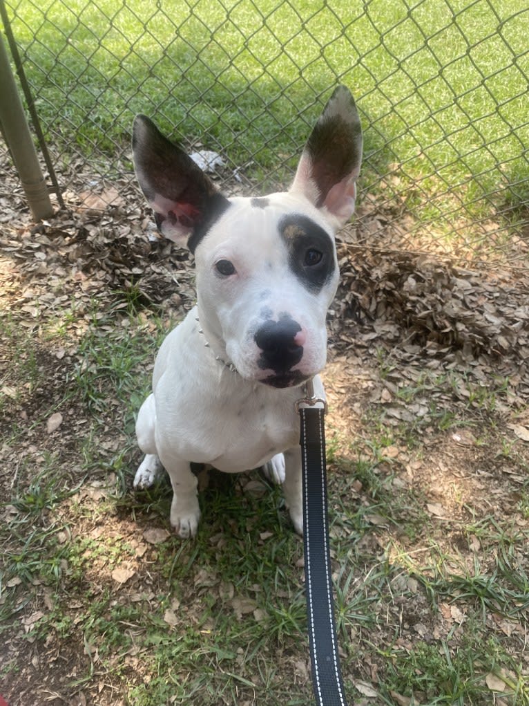 Rocky, an American Pit Bull Terrier and Australian Cattle Dog mix tested with EmbarkVet.com