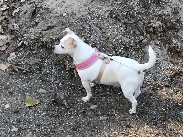 JoJo, a Chihuahua and Russell-type Terrier mix tested with EmbarkVet.com