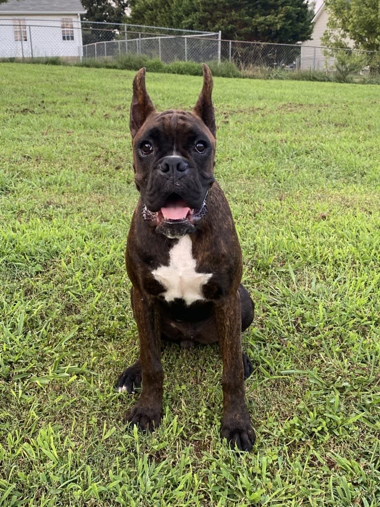 Bane, a Boxer tested with EmbarkVet.com