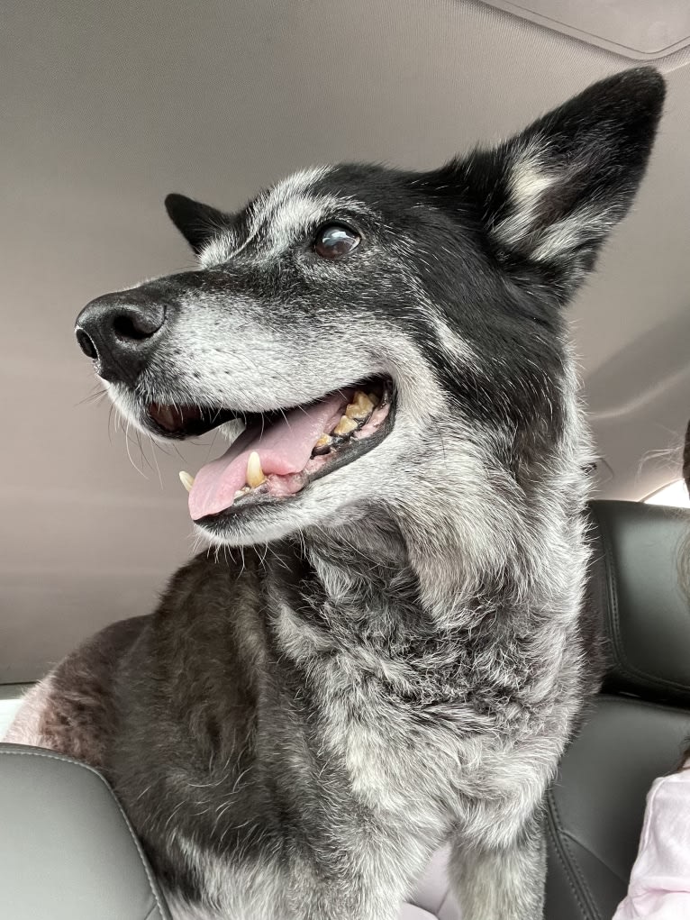 JAMY, an Australian Cattle Dog and Border Collie mix tested with EmbarkVet.com