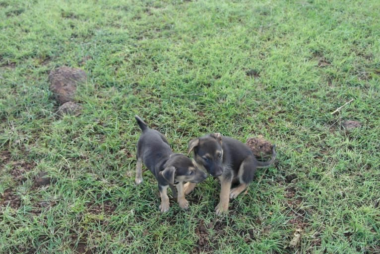 Amido, an African Village Dog tested with EmbarkVet.com