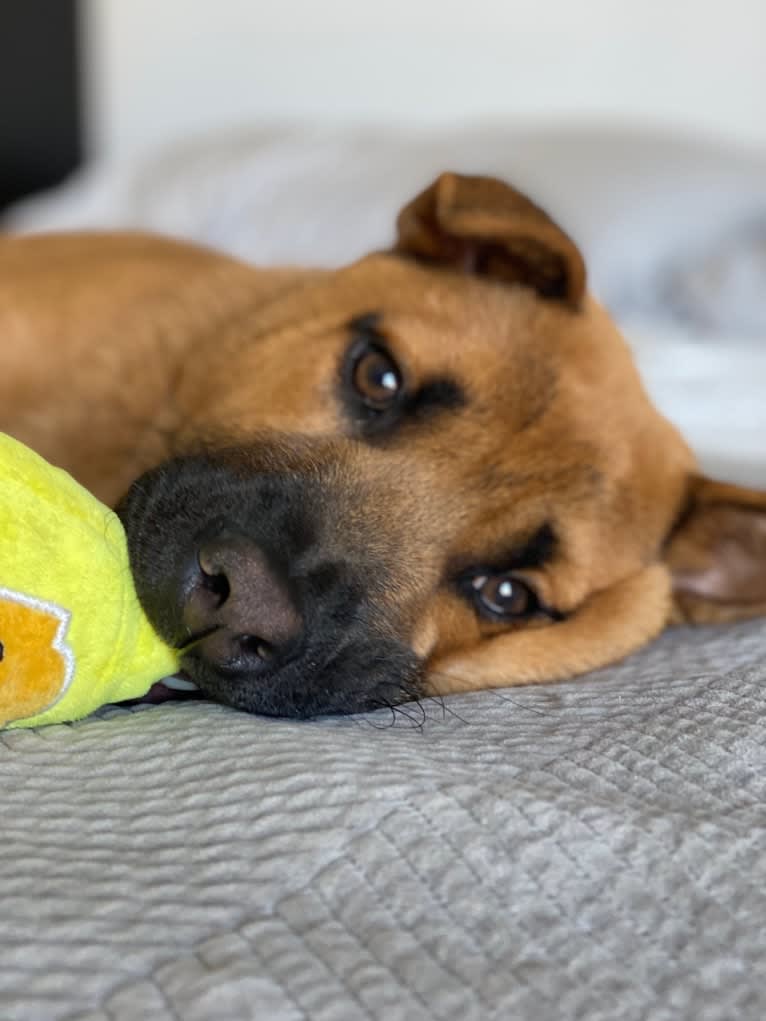 Nala, a Chow Chow and Chinese Shar-Pei mix tested with EmbarkVet.com