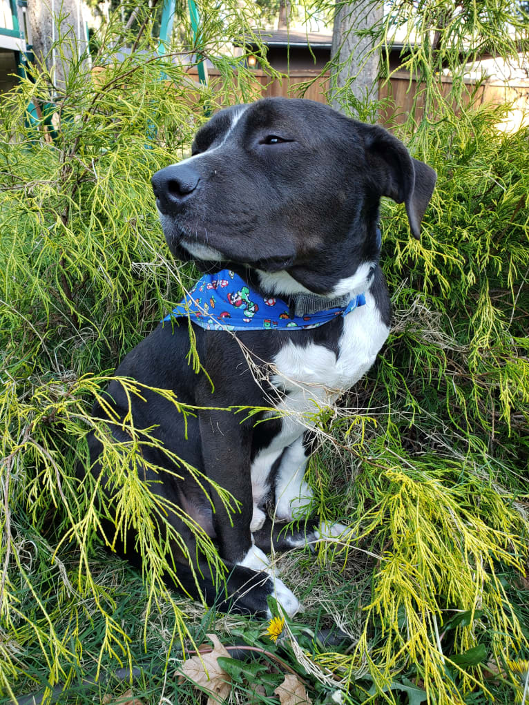 Connor, an American Bully and American Bulldog mix tested with EmbarkVet.com