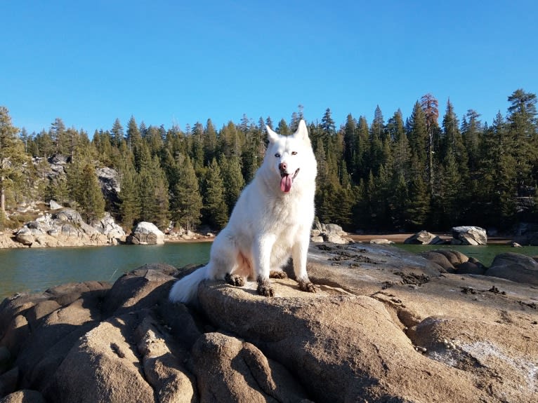 Meeshka, a Siberian Husky tested with EmbarkVet.com