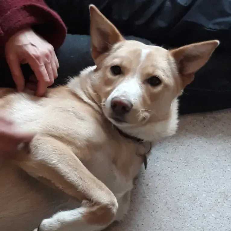 Abbie, a Canaan Dog tested with EmbarkVet.com