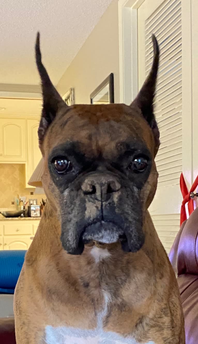 Whiskey - Baldwin's Love Note, a Boxer tested with EmbarkVet.com