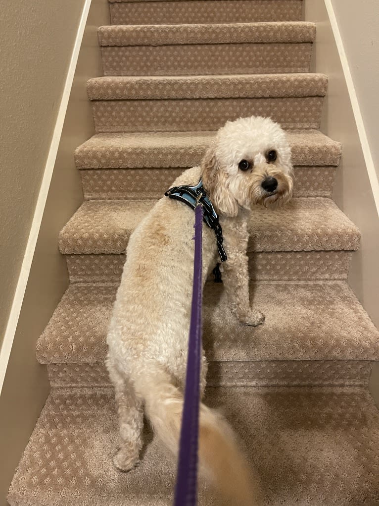 Leo, a Cavapoo tested with EmbarkVet.com