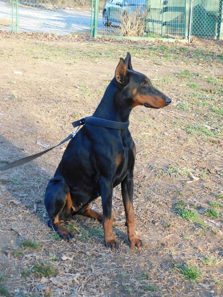 Aries, a Doberman Pinscher tested with EmbarkVet.com