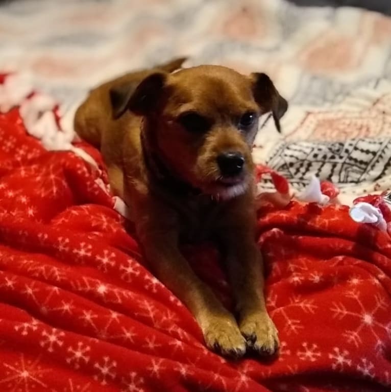 Brodie, a Miniature Pinscher and Shih Tzu mix tested with EmbarkVet.com