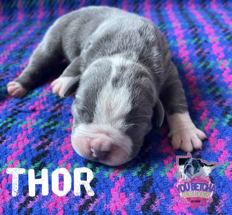 Mr. Steel, an Olde English Bulldogge and Bullmastiff mix tested with EmbarkVet.com
