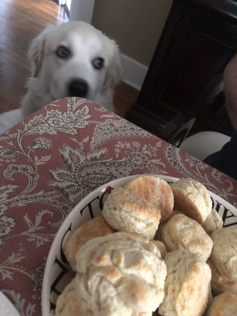 Rose, a Great Pyrenees tested with EmbarkVet.com