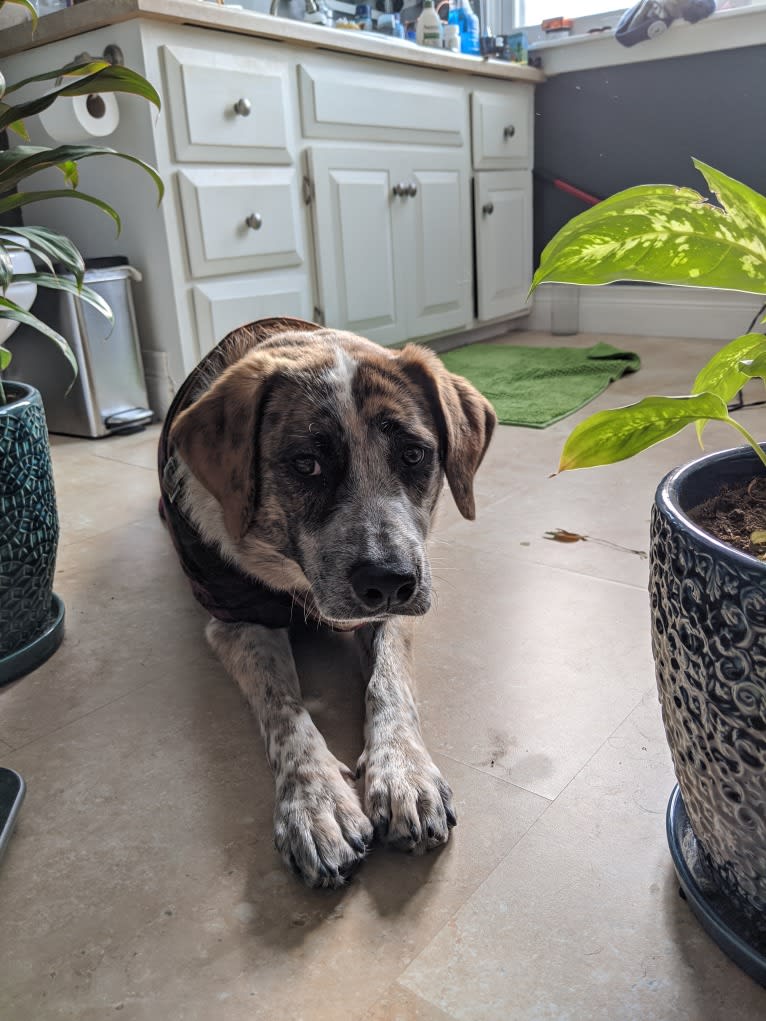 Monty, an Australian Cattle Dog and Labrador Retriever mix tested with EmbarkVet.com