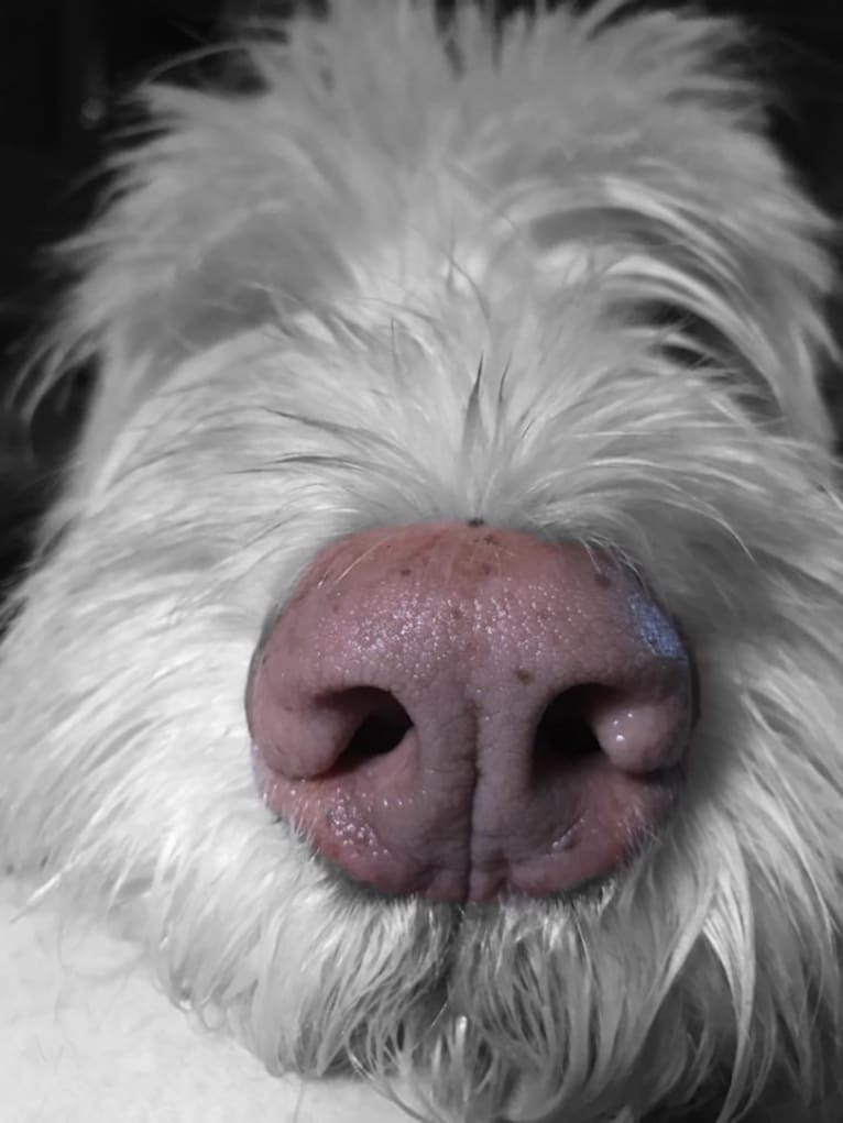 Louie, a Spinone Italiano tested with EmbarkVet.com