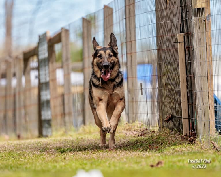 Hamlet, a German Shepherd Dog and Siberian Husky mix tested with EmbarkVet.com