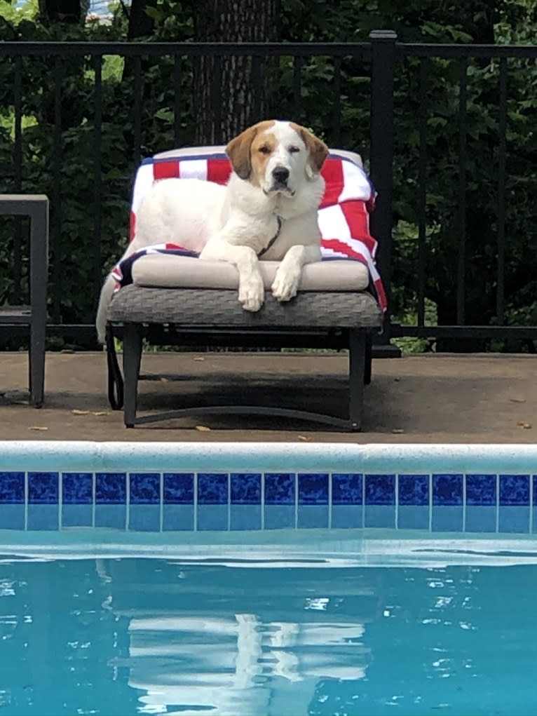 Stoli, a Great Pyrenees and American Pit Bull Terrier mix tested with EmbarkVet.com