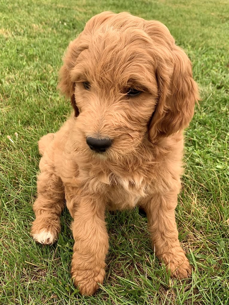 Black Collar, a Goldendoodle tested with EmbarkVet.com