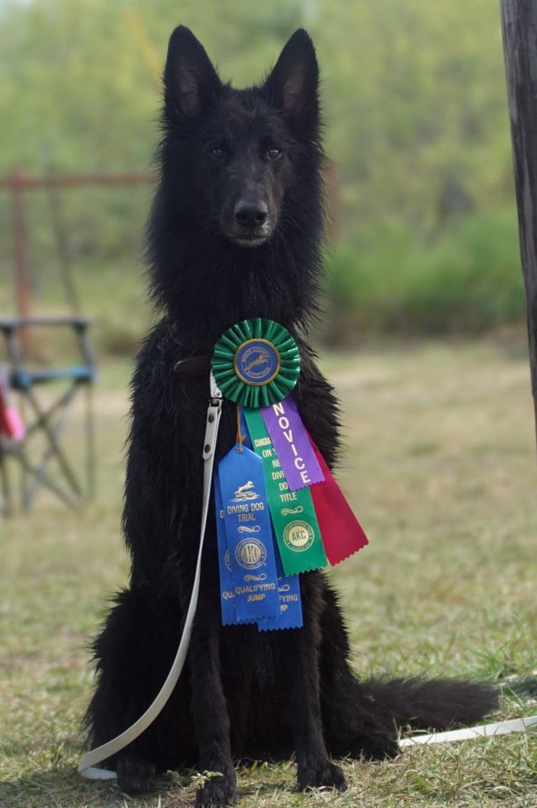 Spitfire's Quizzical Quest "Finch", a Belgian Shepherd tested with EmbarkVet.com