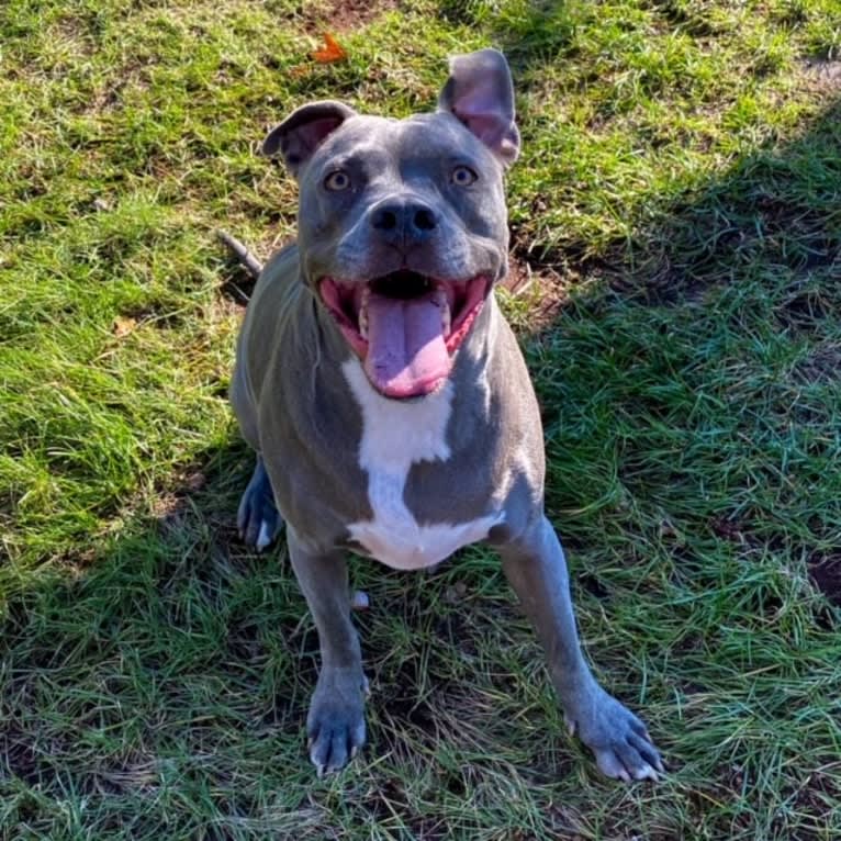 Photo of Wallace, a Staffordshire Terrier  in Mississippi, USA