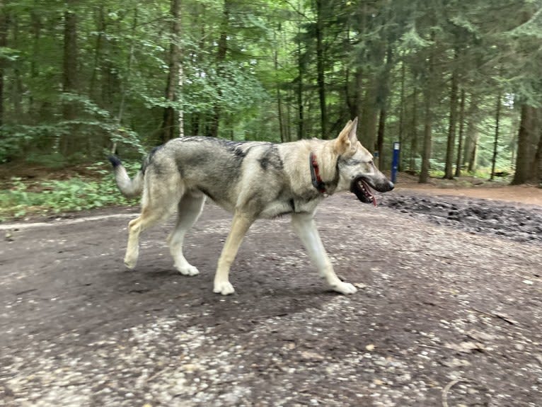 Obi, a Saarloos Wolfdog and Norwegian Elkhound mix tested with EmbarkVet.com