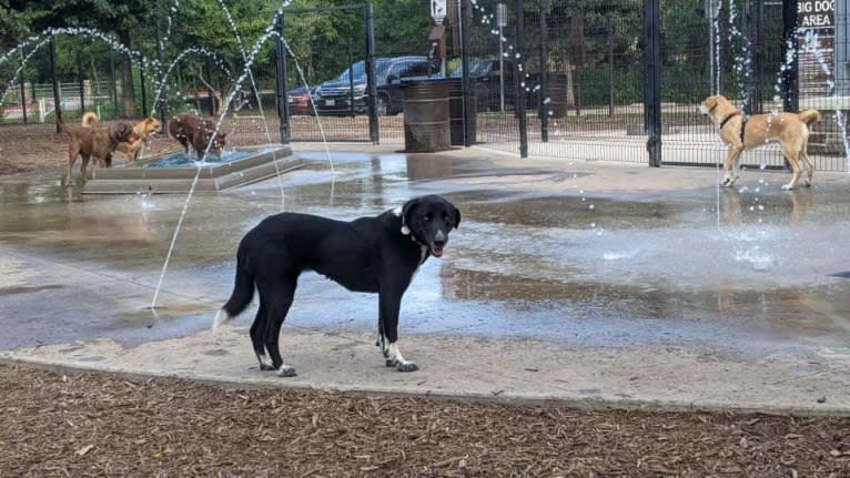 Leyla, an Arabian Village Dog tested with EmbarkVet.com