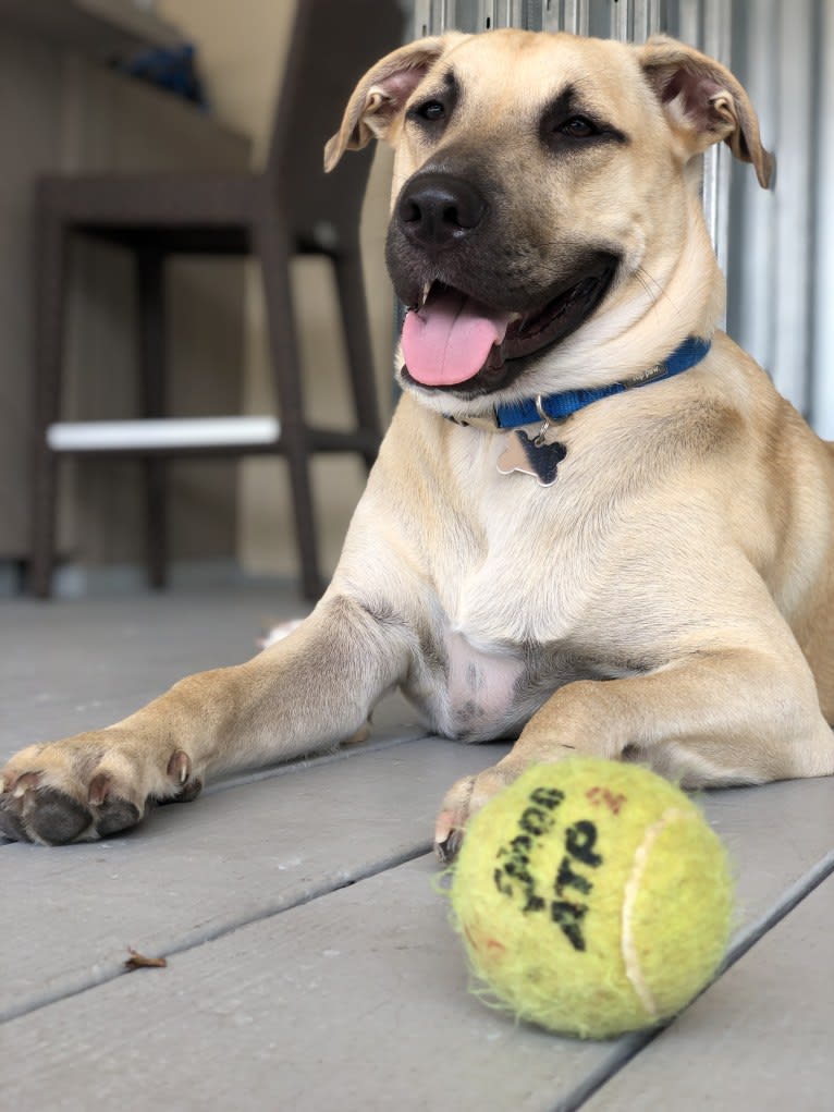 Milo, an American Pit Bull Terrier and Labrador Retriever mix tested with EmbarkVet.com