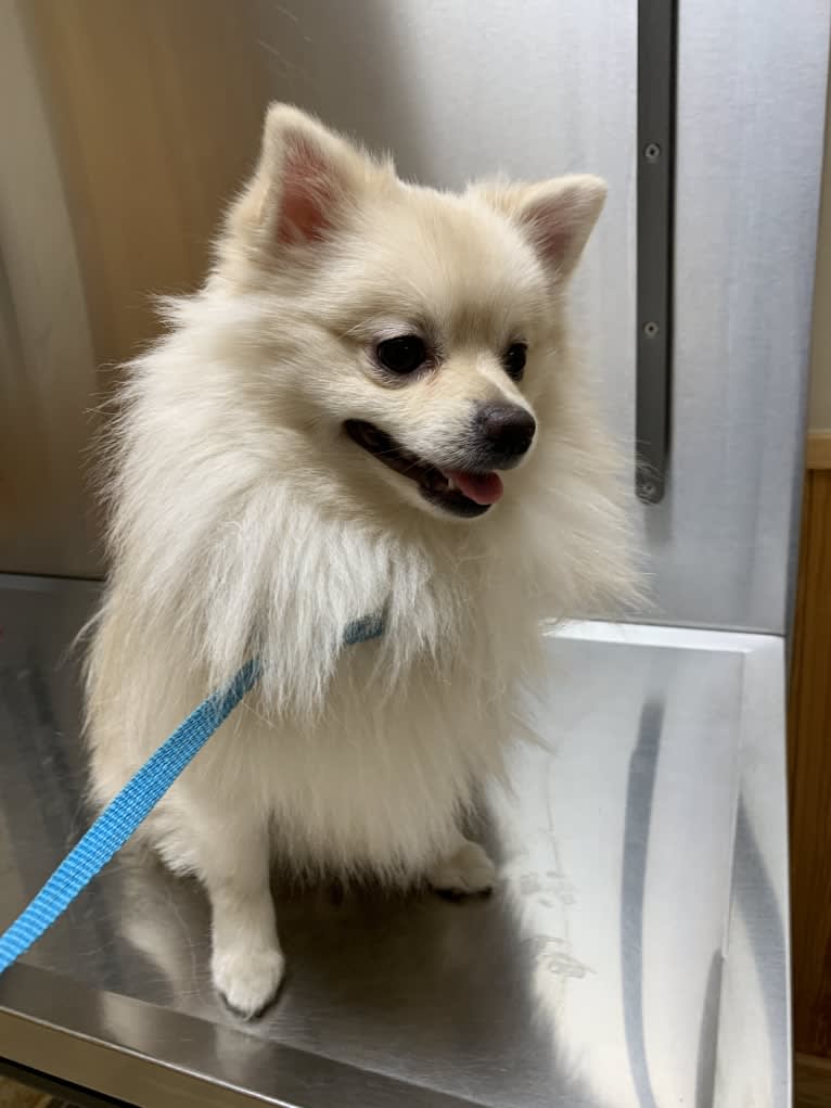 Koda, a Pomeranian tested with EmbarkVet.com