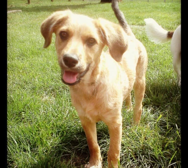 Kiwi Bean, a Chow Chow and Labrador Retriever mix tested with EmbarkVet.com