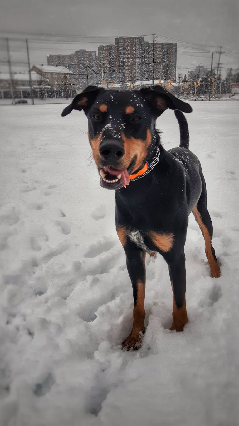 Hati, a Doberman Pinscher and German Shepherd Dog mix tested with EmbarkVet.com