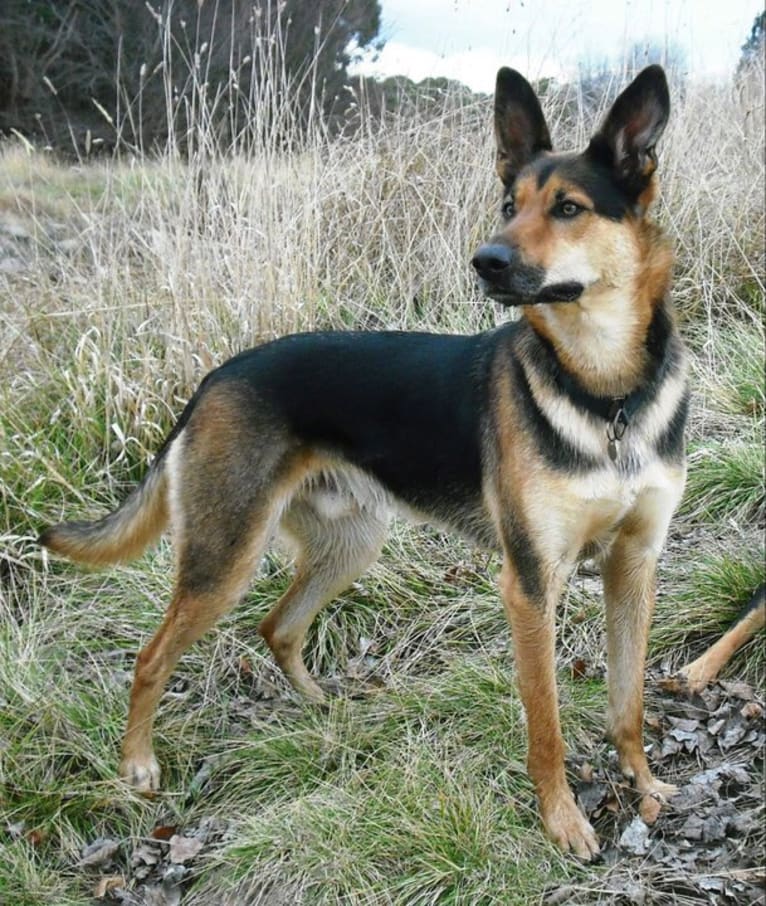 Rohan, an Australian Kelpie and German Shepherd Dog mix tested with EmbarkVet.com