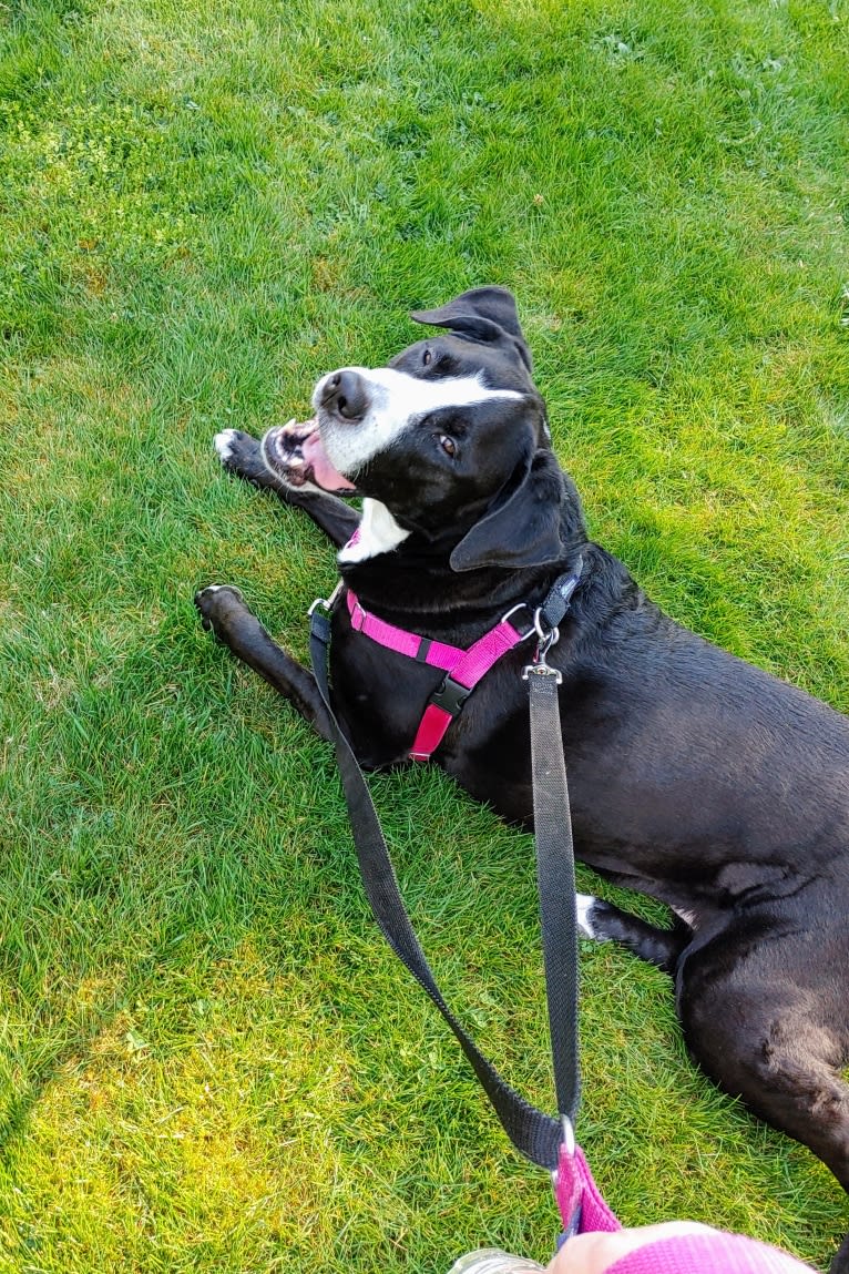 Kona, an American Bully and Bernese Mountain Dog mix tested with EmbarkVet.com