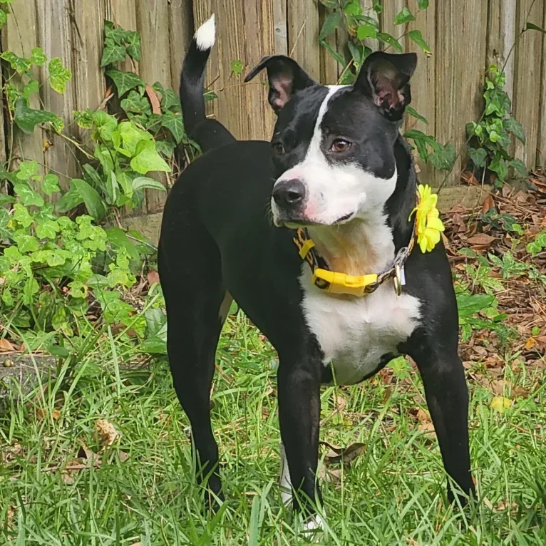 Maggie, an American Pit Bull Terrier tested with EmbarkVet.com