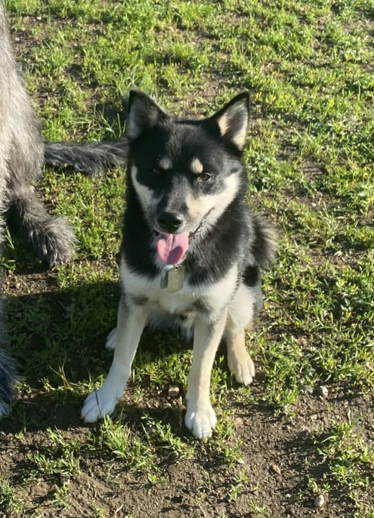 Aspen, a Siberian Husky and Pomeranian mix tested with EmbarkVet.com