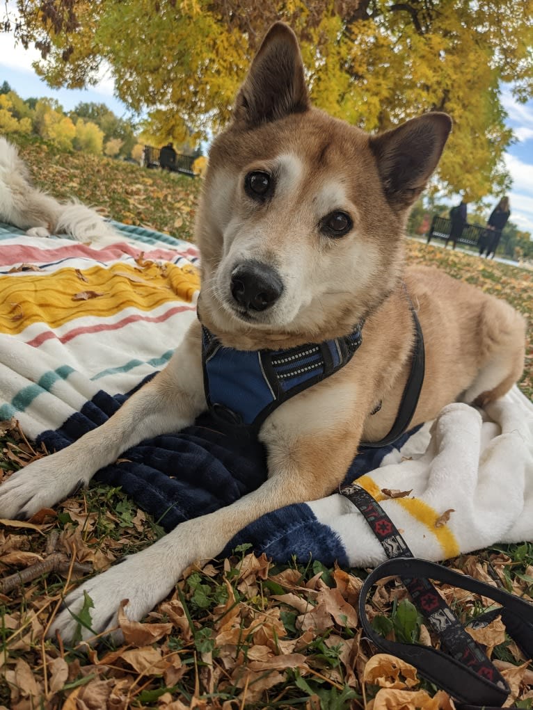 Todd, a Shiba Inu tested with EmbarkVet.com