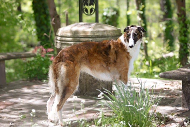 Orion's Little Arrow, a Borzoi tested with EmbarkVet.com