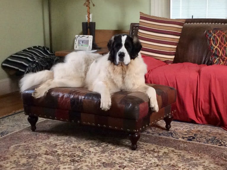 Sam, a Pyrenean Mastiff tested with EmbarkVet.com