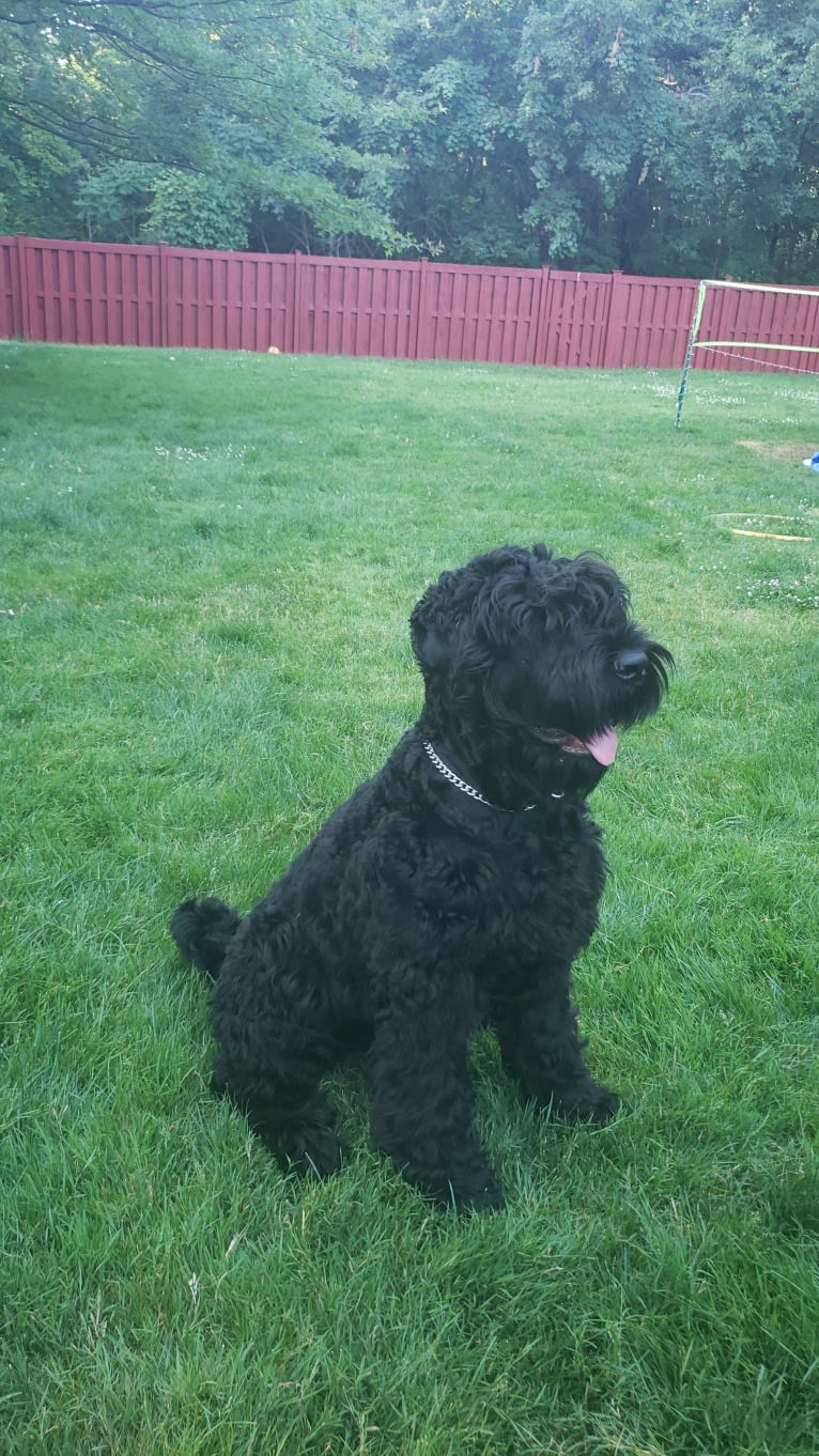 Taya, a Black Russian Terrier tested with EmbarkVet.com