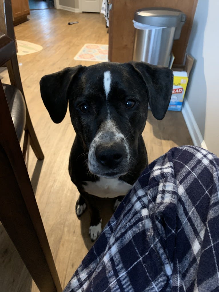 Vivie, an American Pit Bull Terrier and Labrador Retriever mix tested with EmbarkVet.com