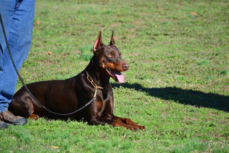 Enzo, a Doberman Pinscher tested with EmbarkVet.com