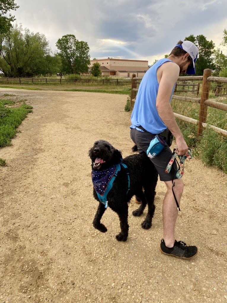 Sammy, a Goldendoodle tested with EmbarkVet.com