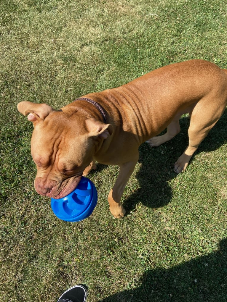 Simba, an American Pit Bull Terrier and American Bulldog mix tested with EmbarkVet.com